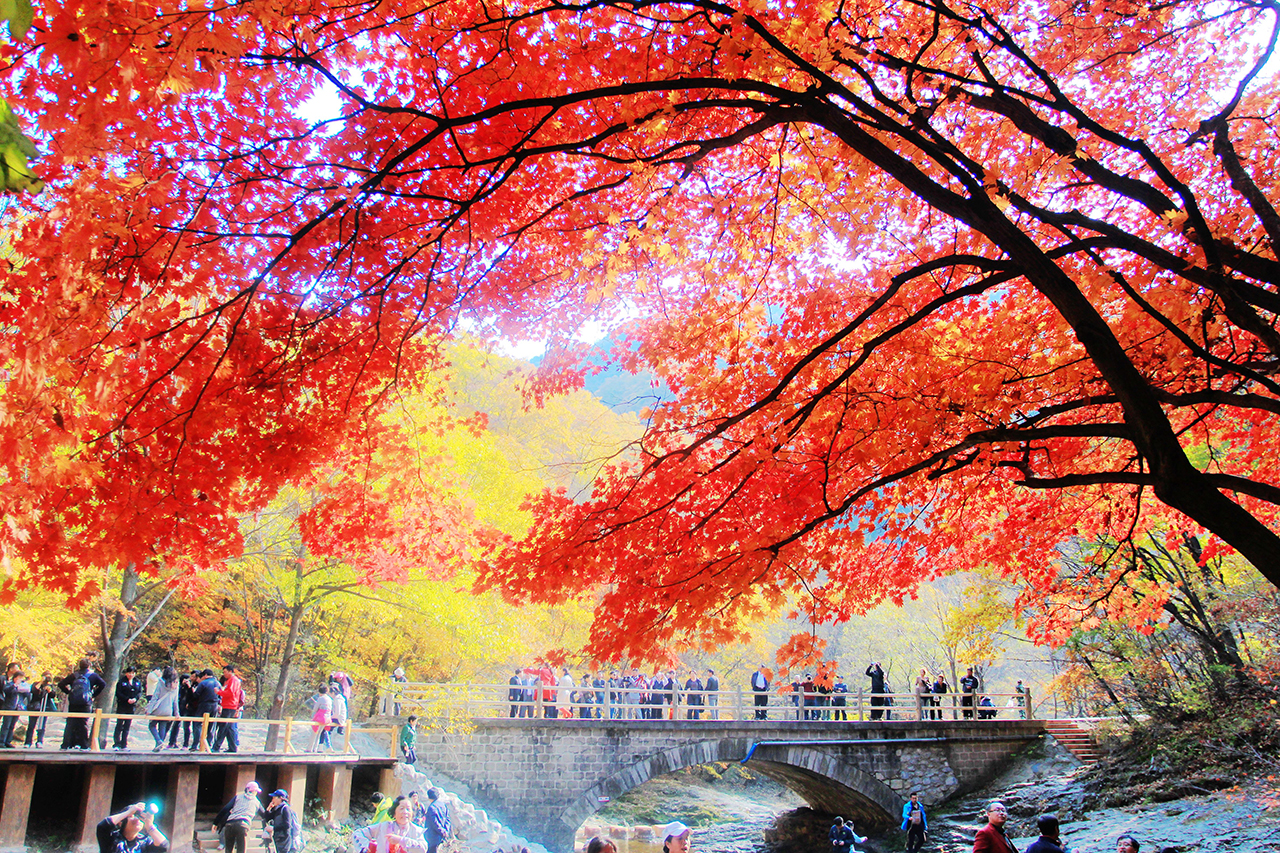 高清晰秋季红叶公路壁纸
