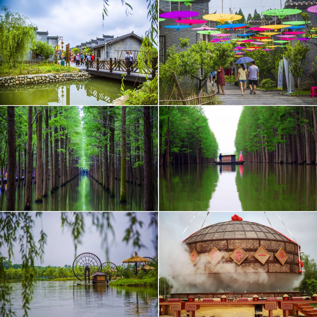 景选:金秋十月,相约梦里水乡,邂逅醉蝶花开(湿地徒步 畅游仙境)