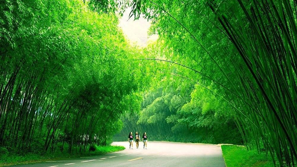 竹海秘境01